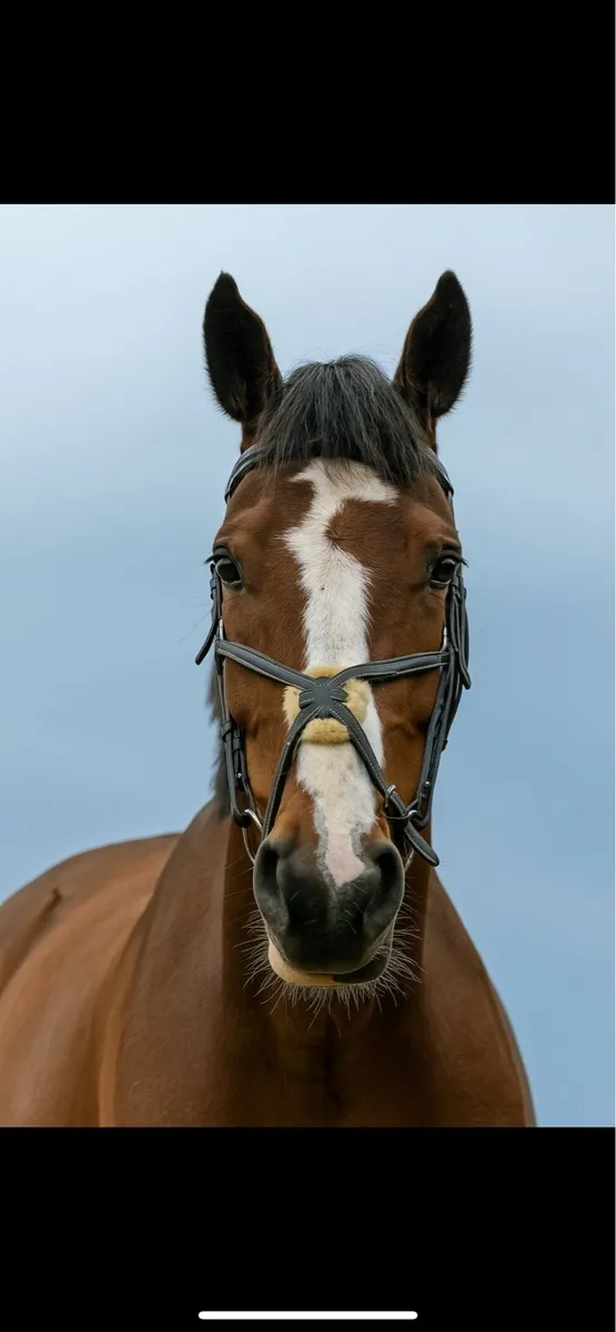 15.2 Irish sport horse - Image 2