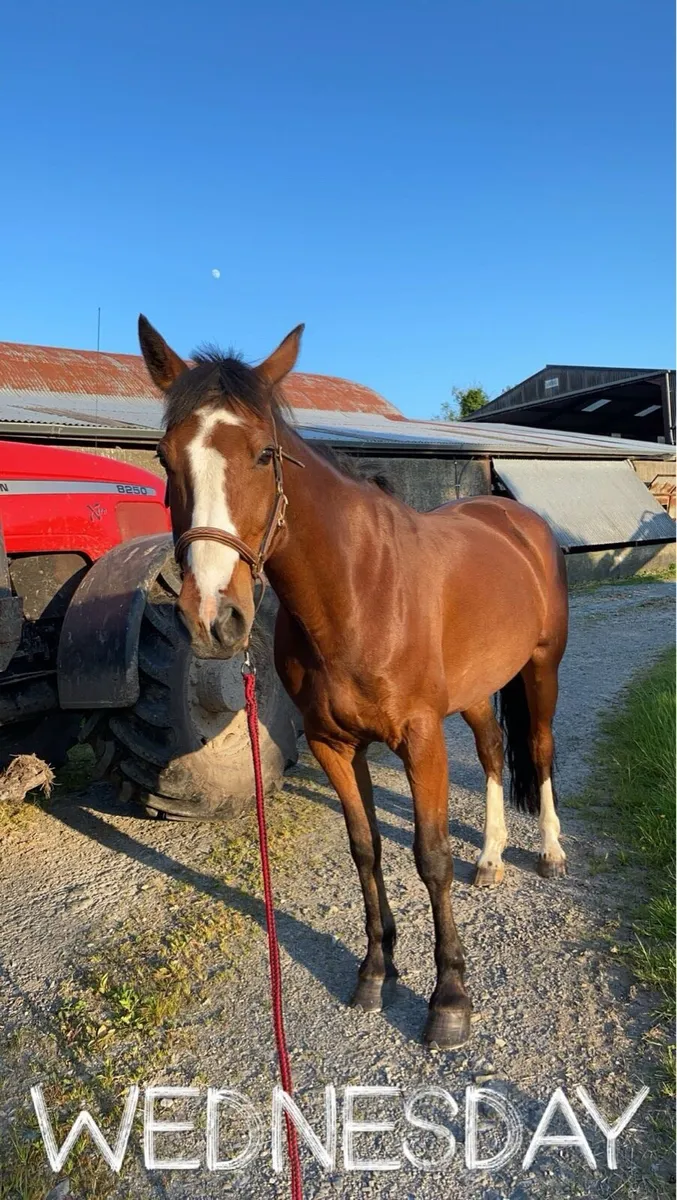 15.2 Irish sport horse - Image 1