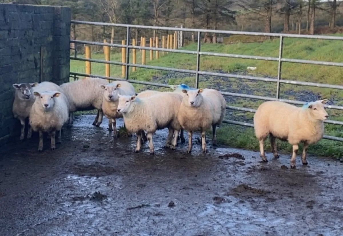 Texel ewe lambs - Image 2