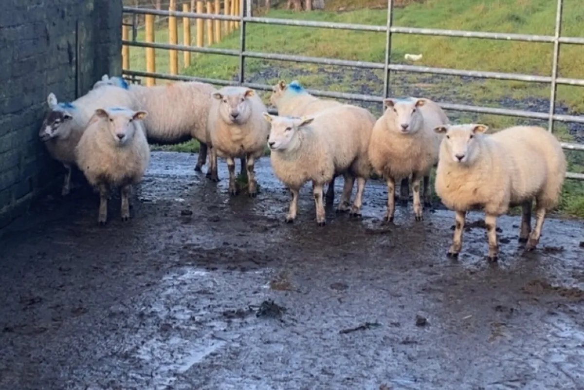 Texel ewe lambs - Image 3