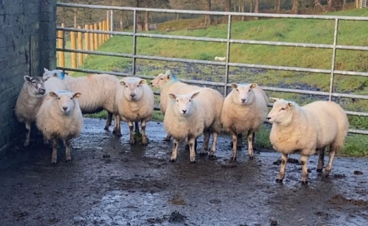 Texel ewe lambs - Image 4