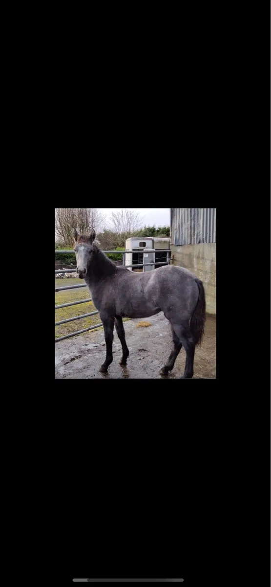 Quality Grey Filly Foal - Image 1