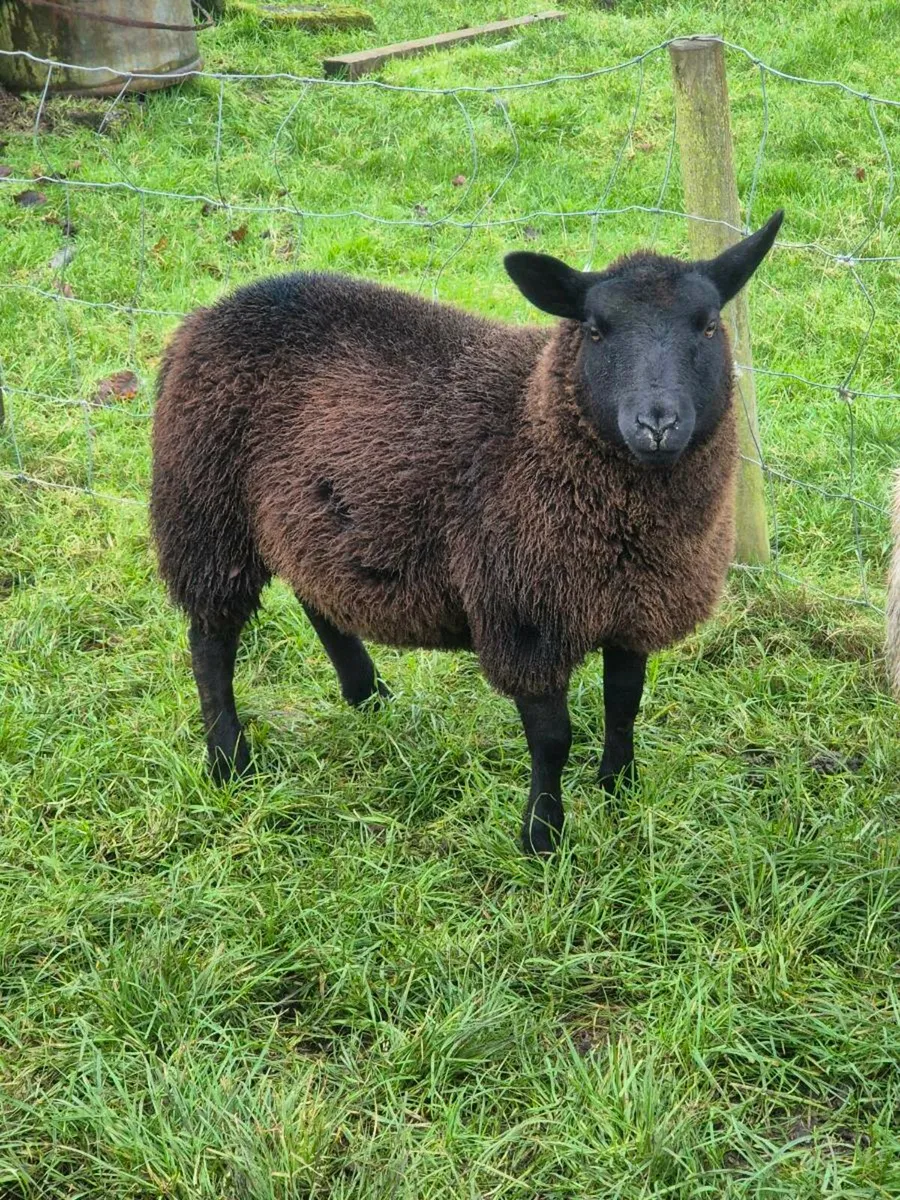 TEXAL BLUE  X  DUTCH SPOTTED - Image 1