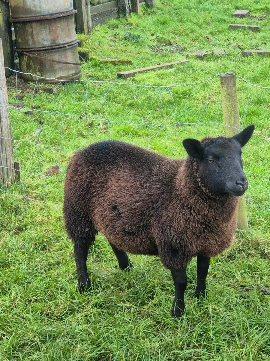 TEXAL BLUE  X  DUTCH SPOTTED - Image 2