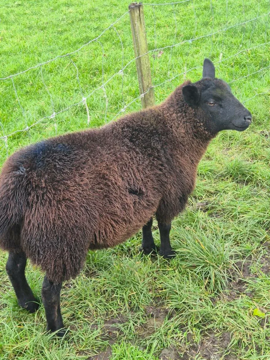 TEXAL BLUE  X  DUTCH SPOTTED - Image 3