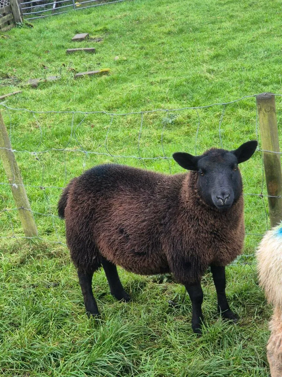 TEXAL BLUE  X  DUTCH SPOTTED - Image 4