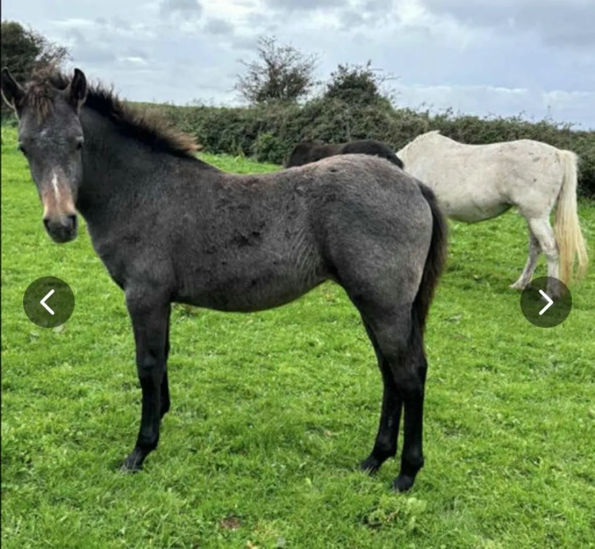 Connemara Filly - Image 1