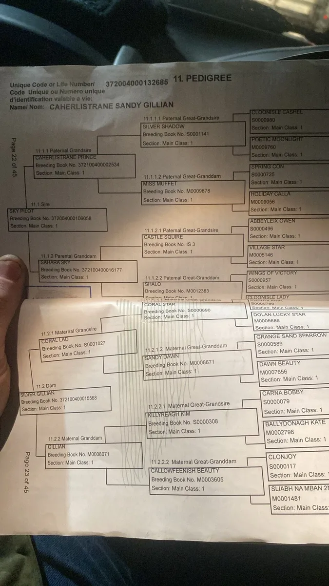 Connemara Filly - Image 2