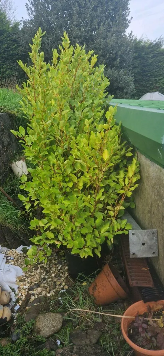 Griselinia 5 to 6  ft tall in pots - Image 2