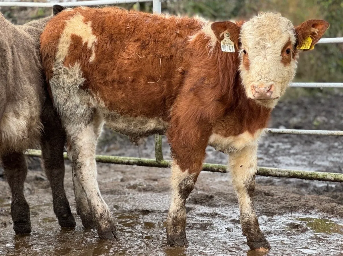 ⭐️3 Lovely Charlois bull weanlings⭐️ - Image 2