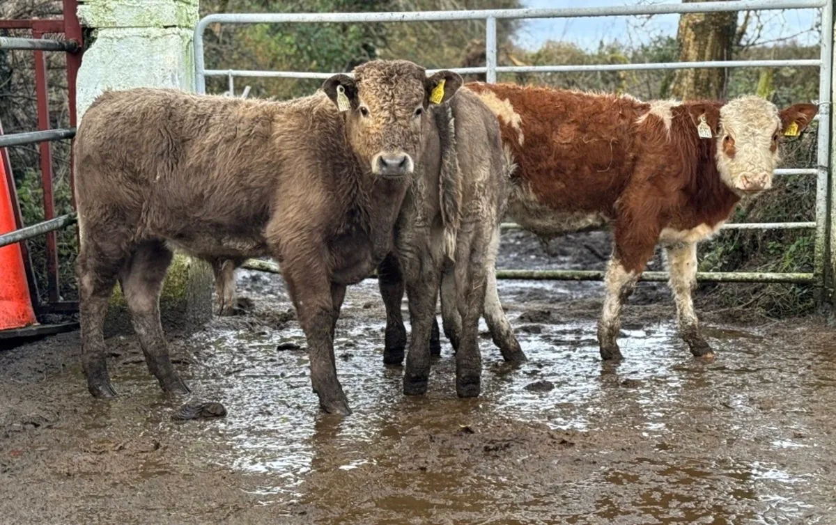 ⭐️3 Lovely Charlois bull weanlings⭐️ - Image 3