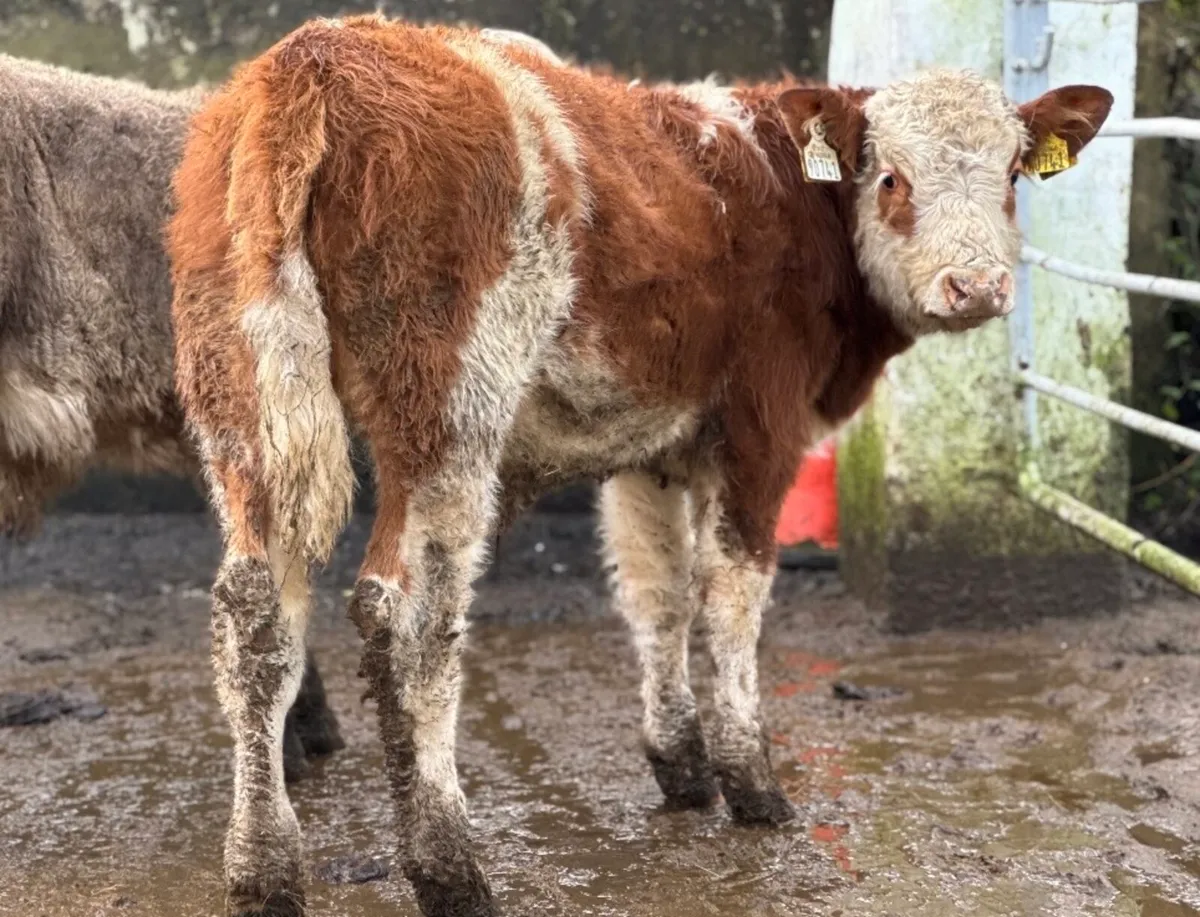⭐️3 Lovely Charlois bull weanlings⭐️ - Image 4