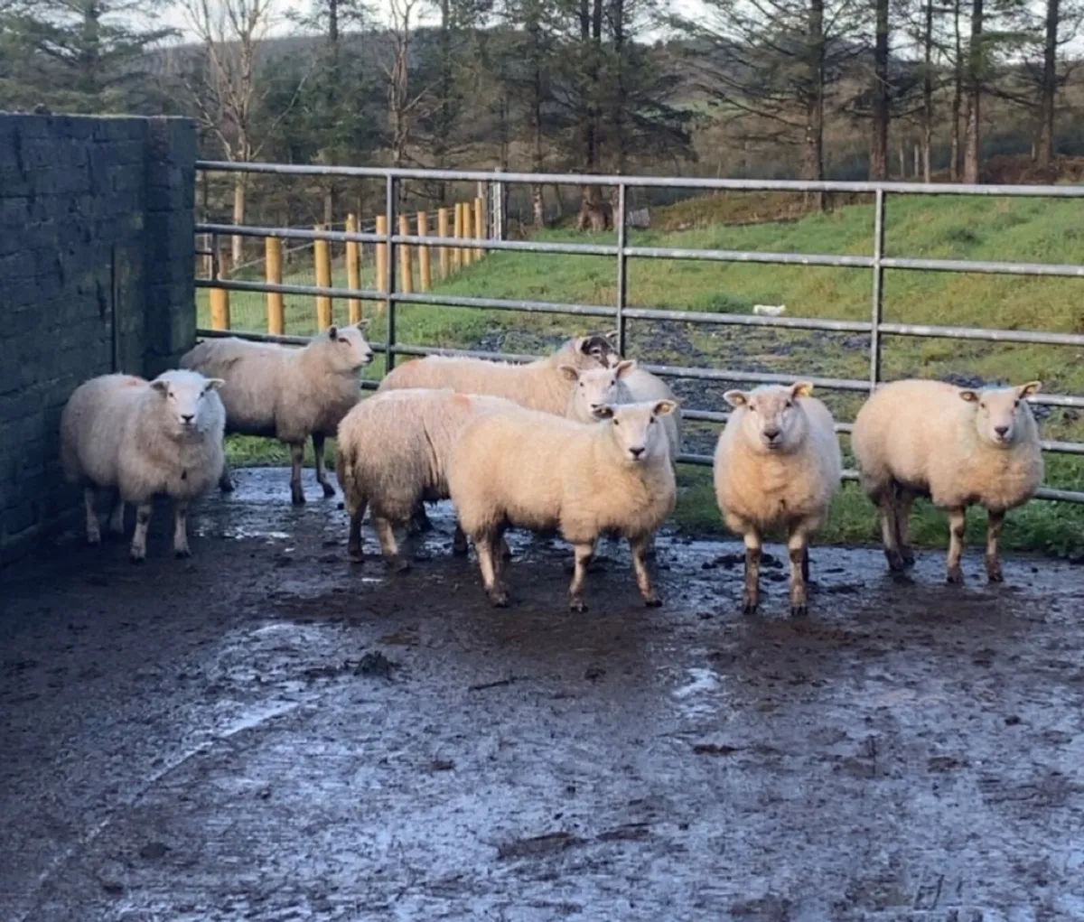 Breeding ewe lambs - Image 1