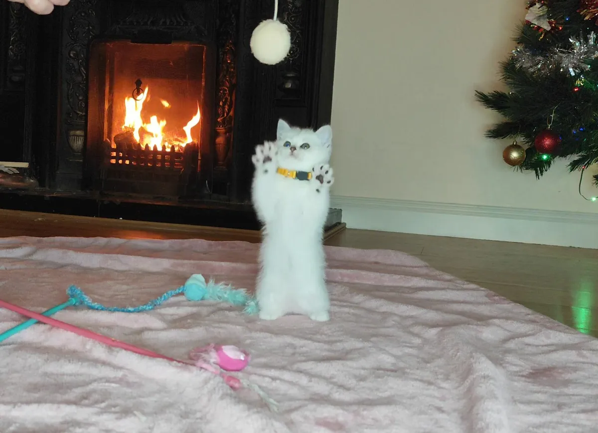 🏆 TICA British Shorthair Kittens🏆 - Image 2