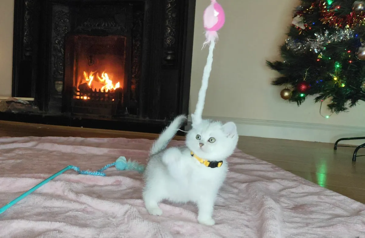 🏆 TICA British Shorthair Kittens🏆 - Image 1