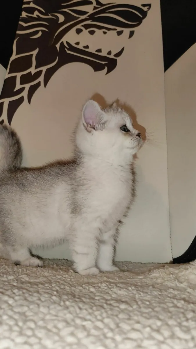 🏆 TICA British Shorthair Kittens🏆 - Image 4