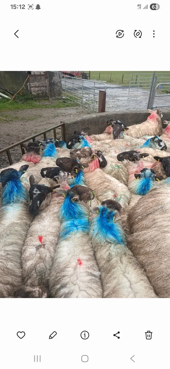 Mule ewe lambs - Image 1