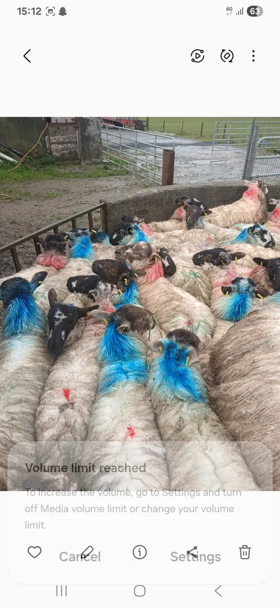 Mule ewe lambs - Image 2