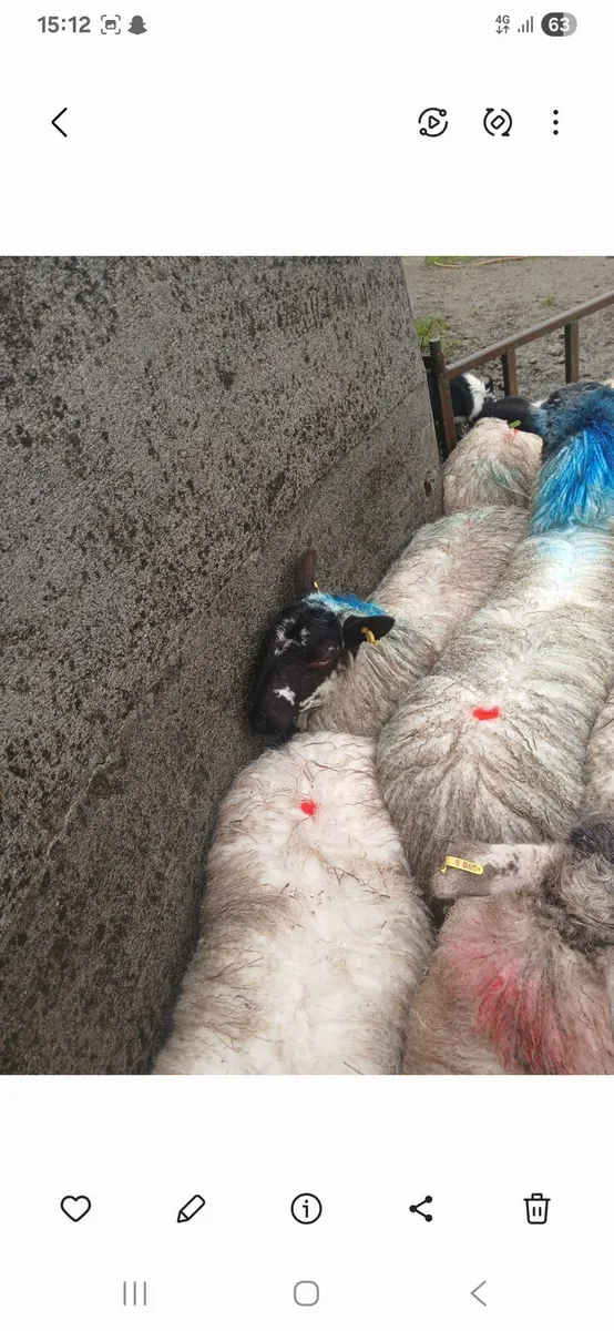 Mule ewe lambs - Image 3