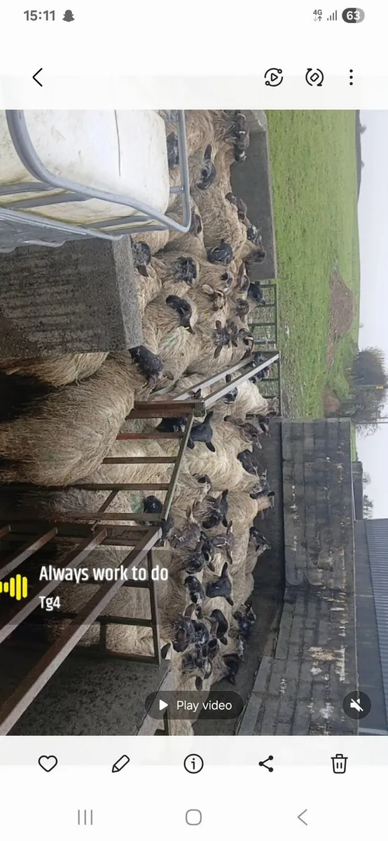 Mule ewe lambs - Image 4