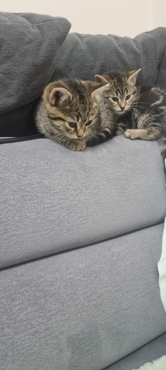 Tabby Kitten - Image 1