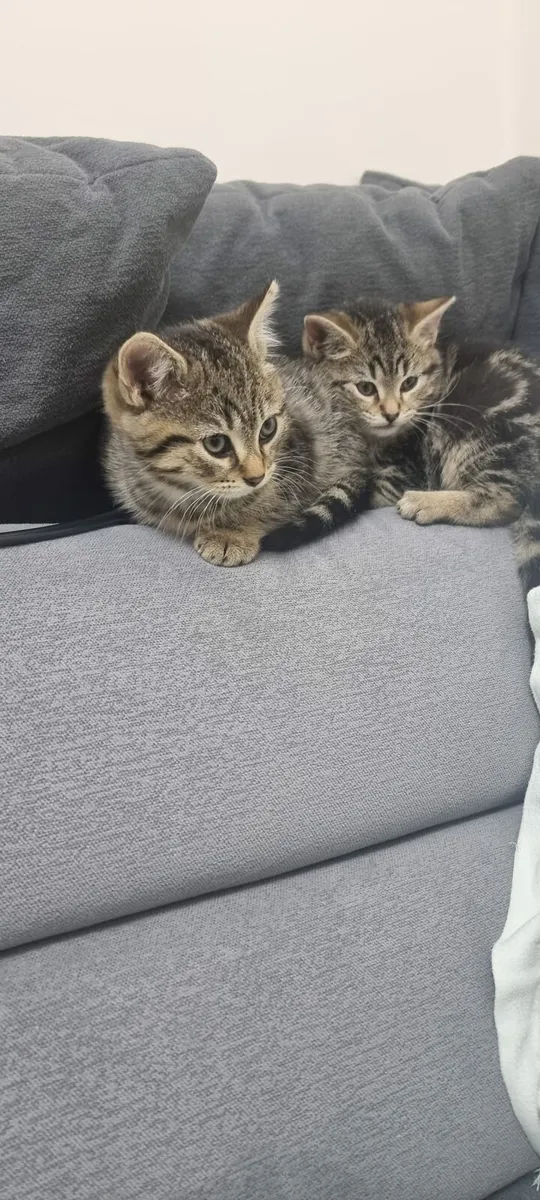 Tabby Kitten - Image 2