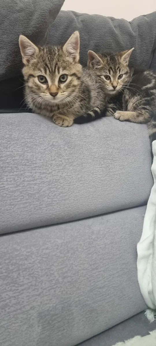 Tabby Kitten - Image 3