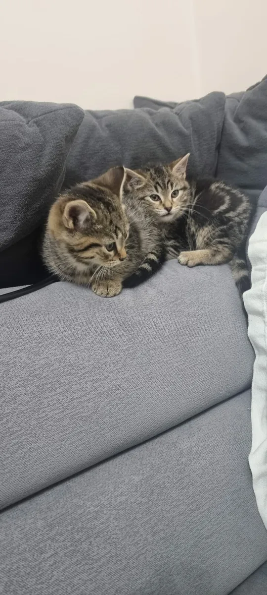 Tabby Kitten - Image 4