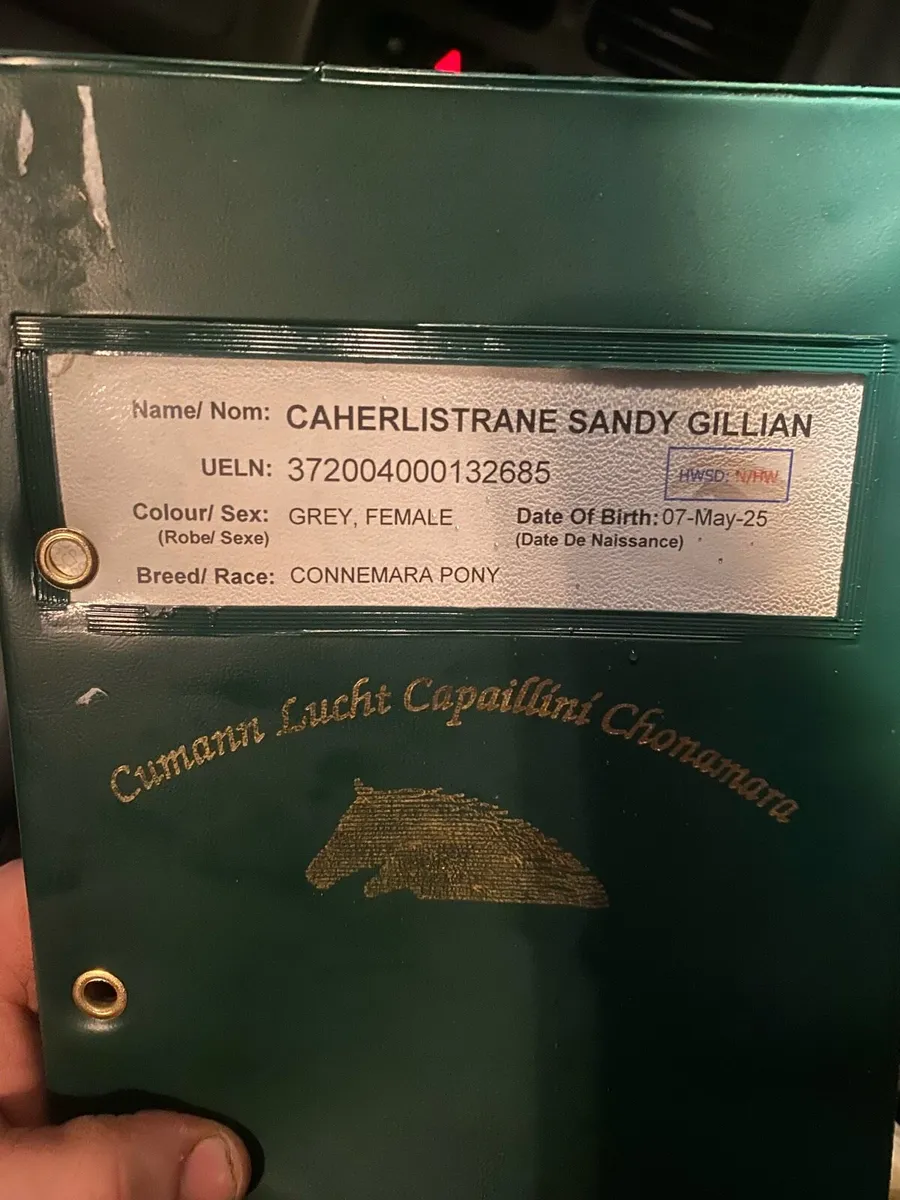 Connemara Filly - Image 3