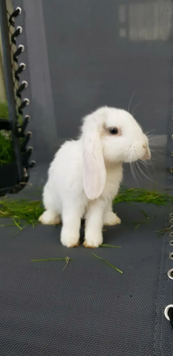 Purebred Mini lop Bunnies/rabbits🤩 - Image 3