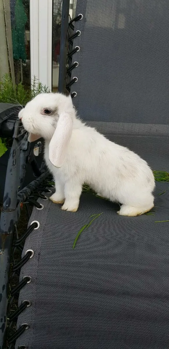 Purebred Mini lop Bunnies/rabbits🤩 - Image 2