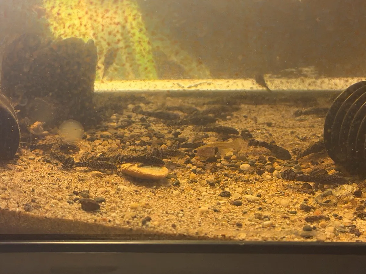 Baby bristlenose plecos - Image 1