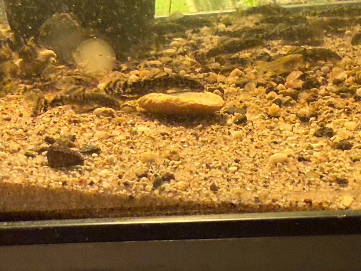 Baby bristlenose plecos - Image 2