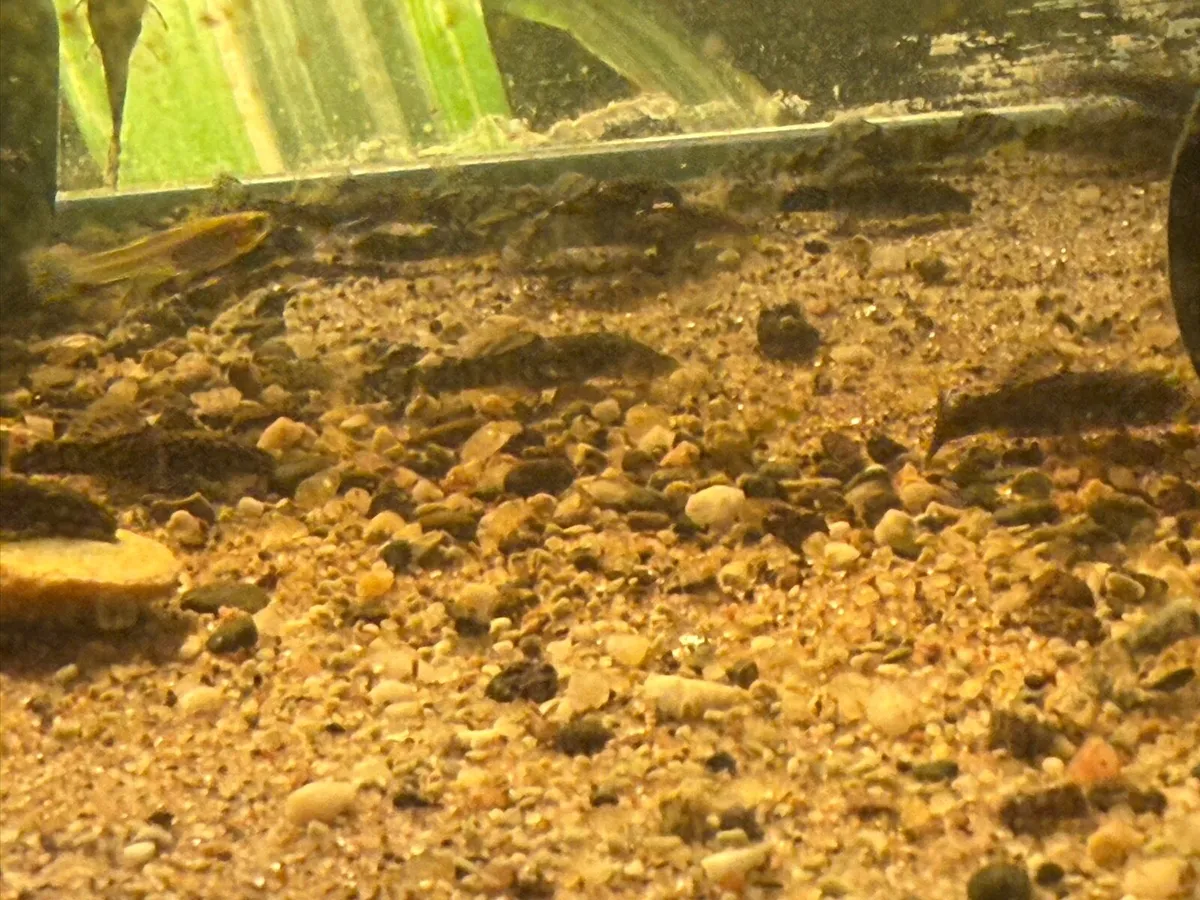 Baby bristlenose plecos - Image 3