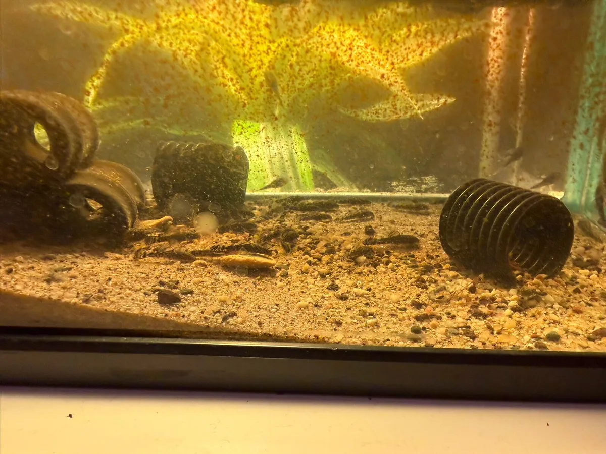 Baby bristlenose plecos - Image 4