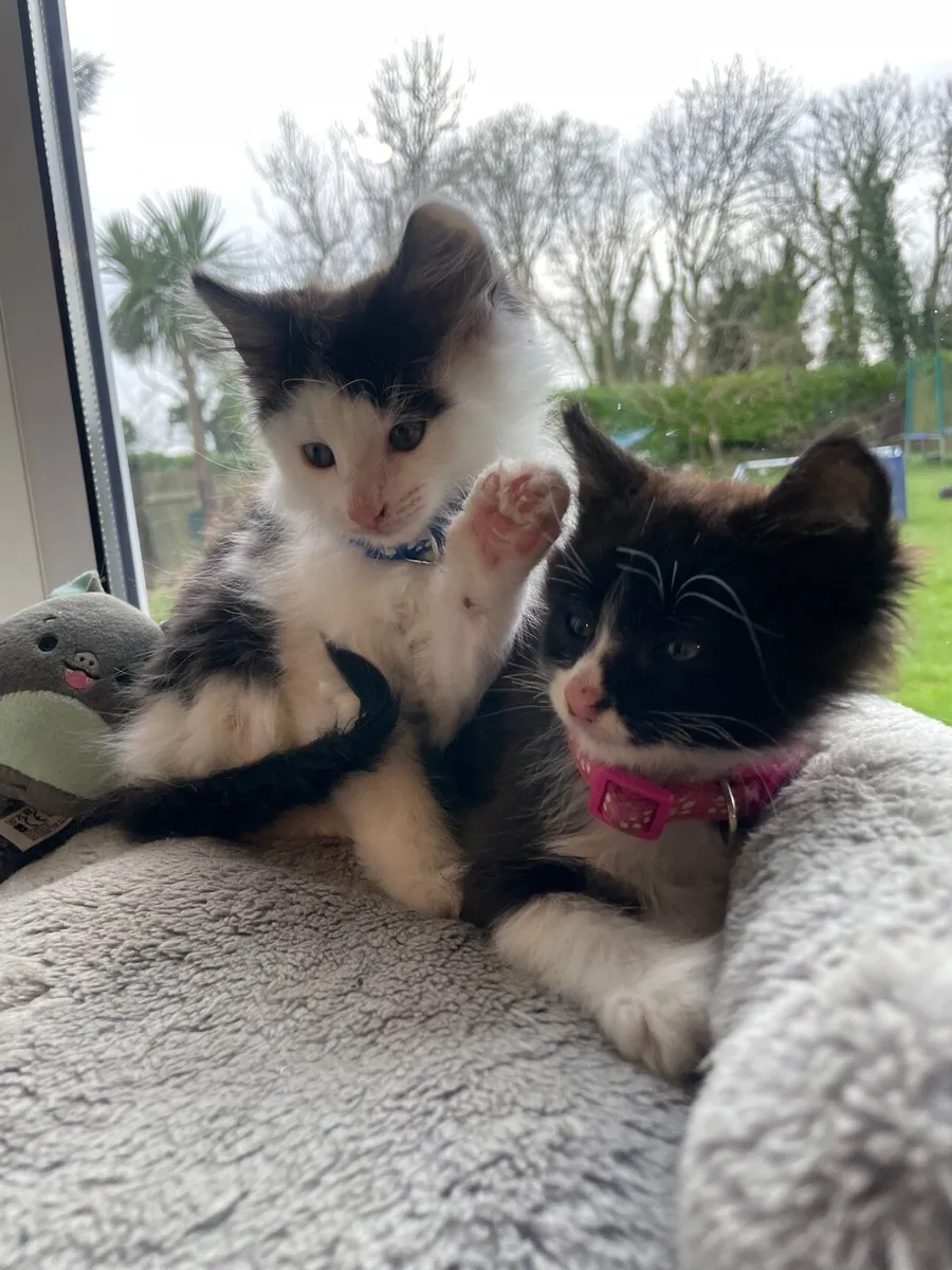 Norwegian Forest Cross Kittens - Image 1