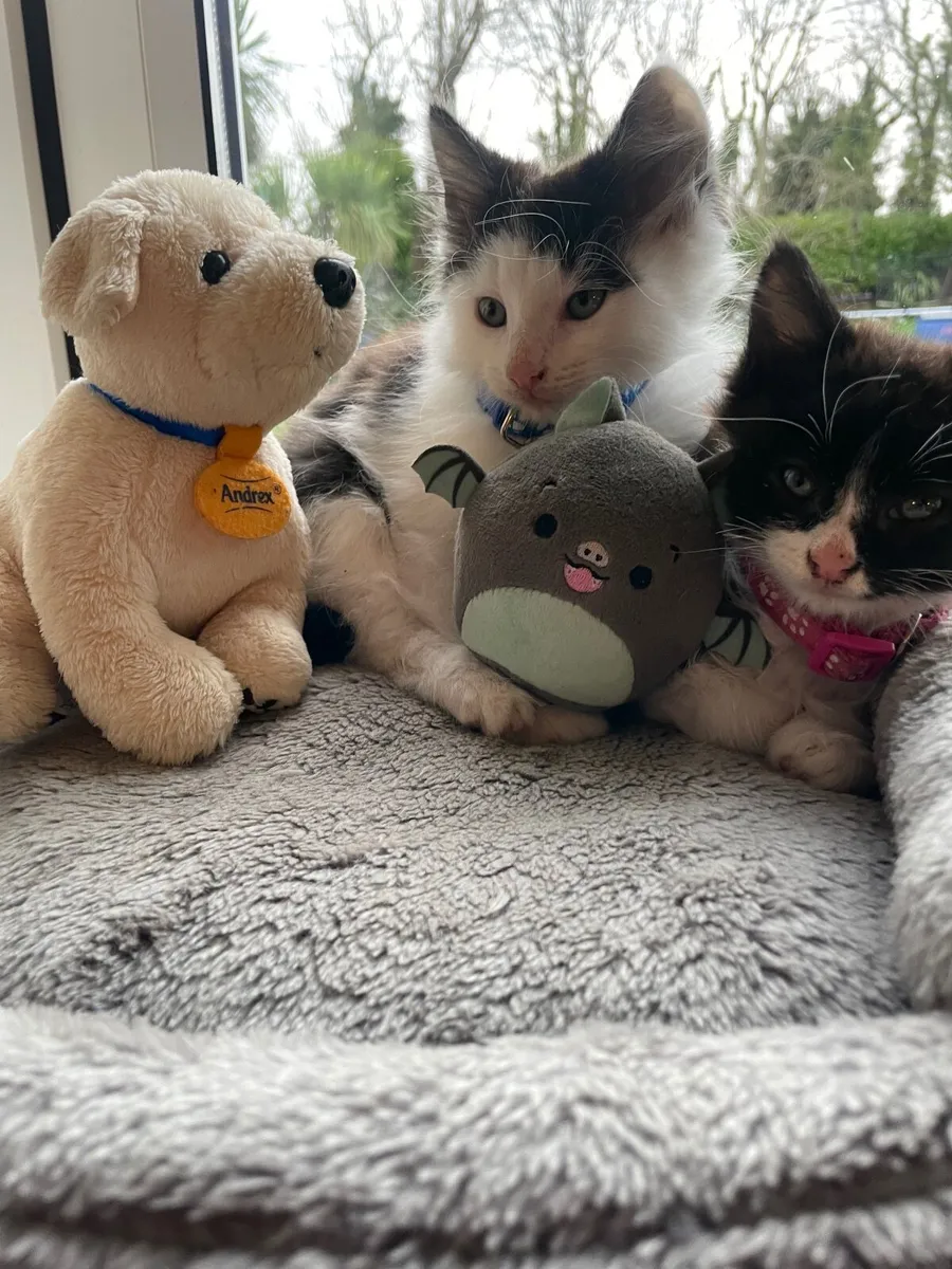 Norwegian Forest Cross Kittens - Image 2