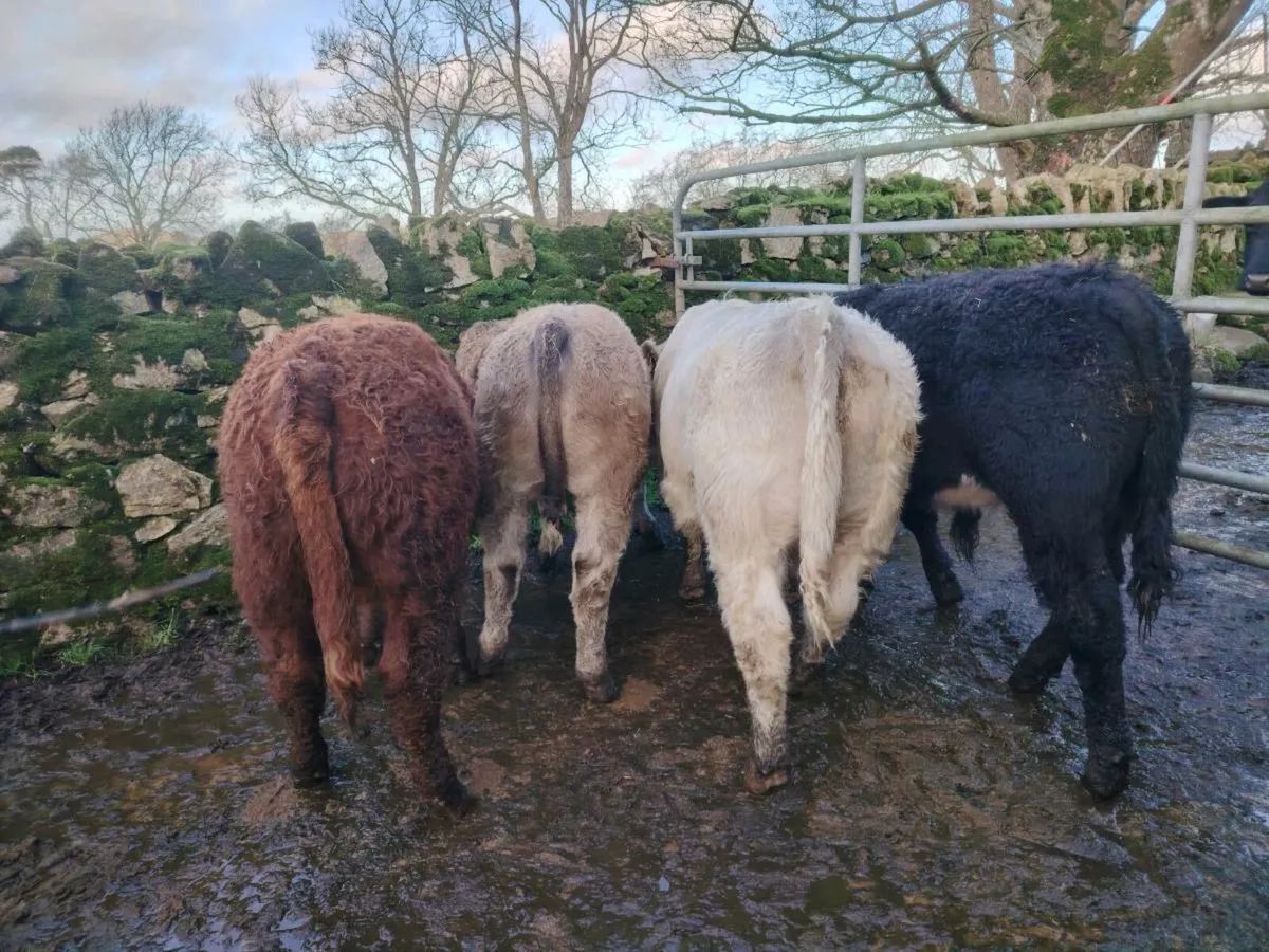 5 Charolais/Limousin weanlings - Image 1
