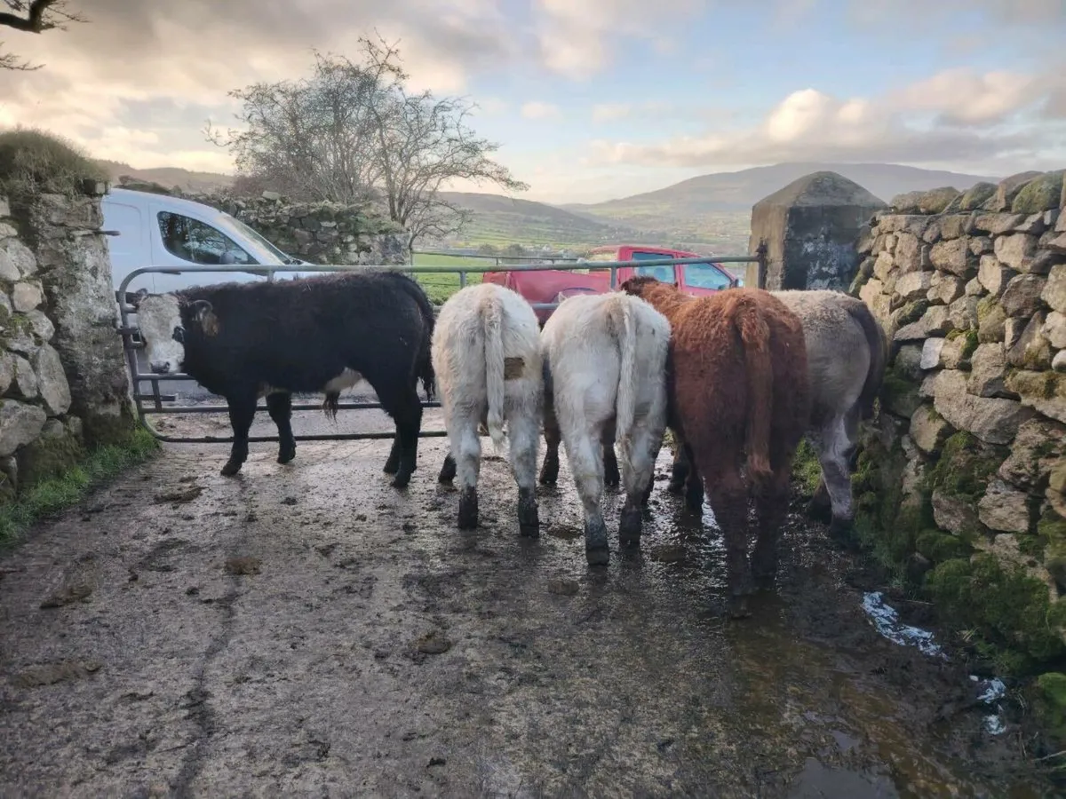 5 Charolais/Limousin weanlings - Image 2