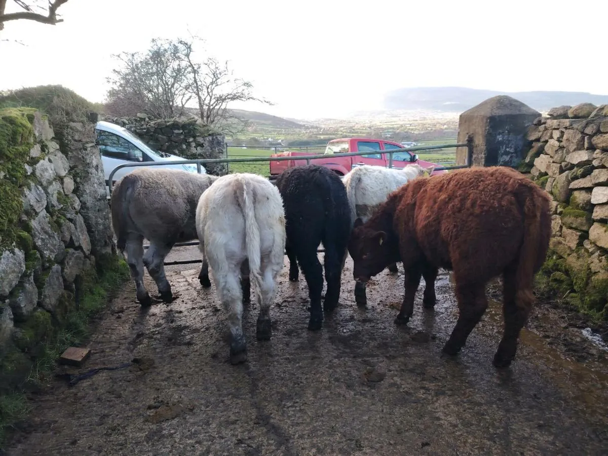 5 Charolais/Limousin weanlings - Image 3