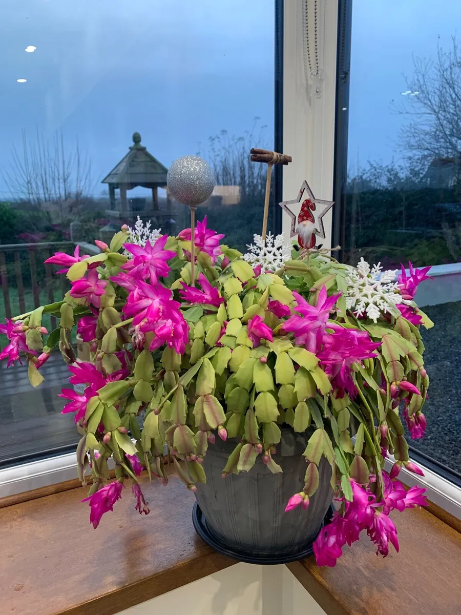 House Plant Christmas Cactus in Bloom - Image 1