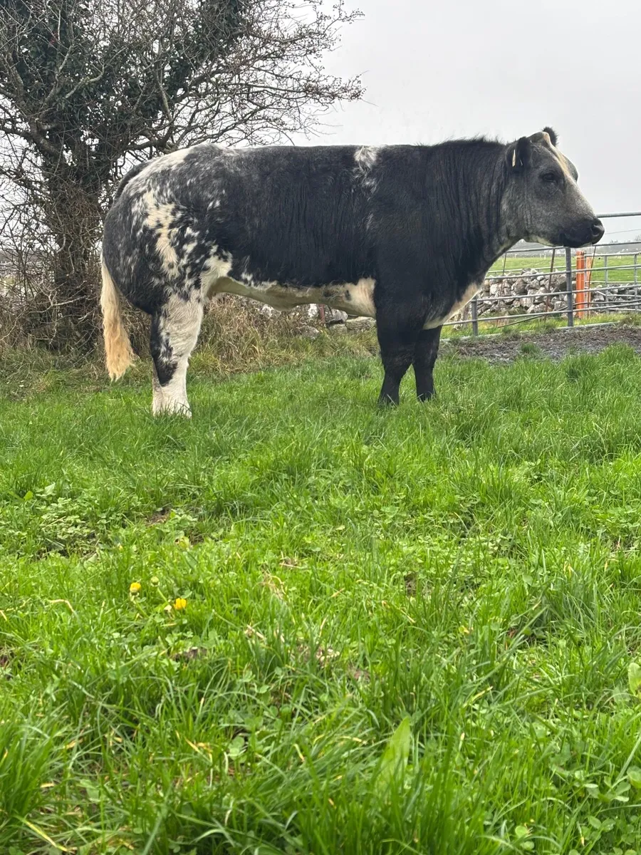2 Super Blue Heifers For Sale - Image 2