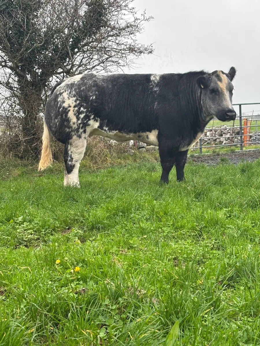 2 Super Blue Heifers For Sale - Image 3