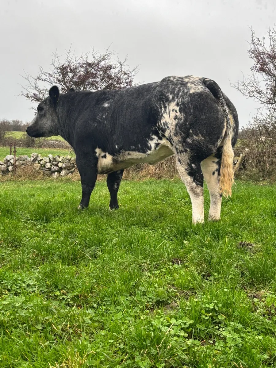 2 Super Blue Heifers For Sale - Image 1
