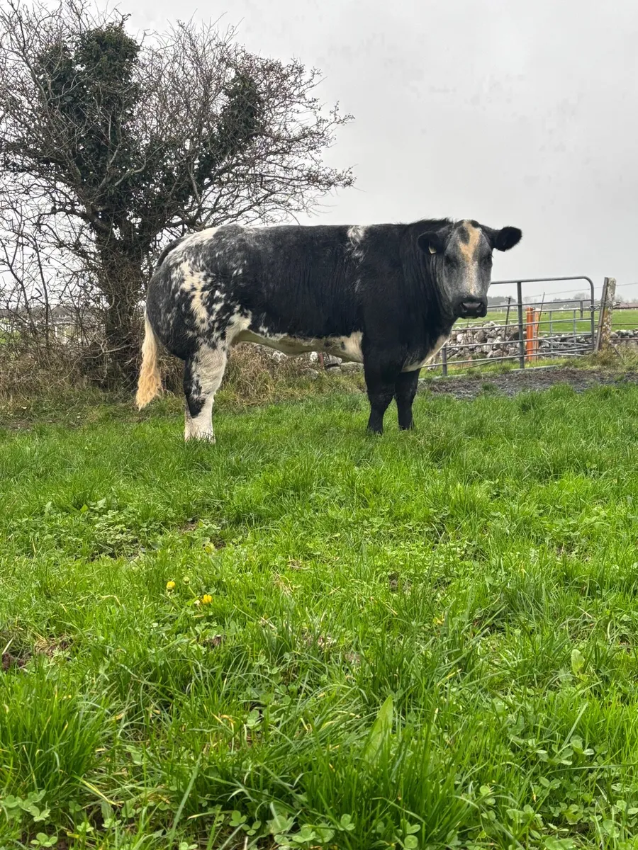 2 Super Blue Heifers For Sale - Image 4