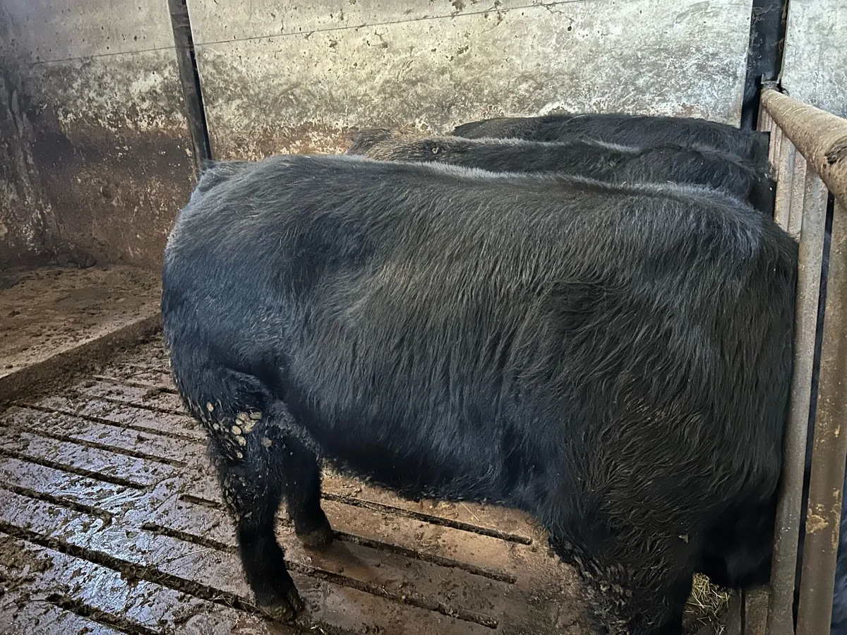 Angus Bulls - Image 2