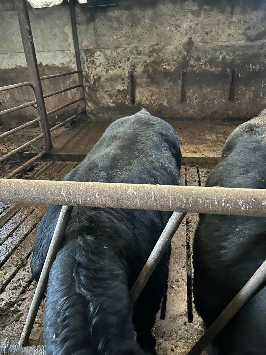 Angus Bulls - Image 3