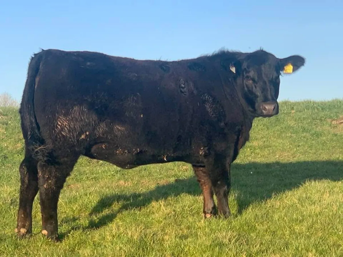 Angus Bulls - Image 4