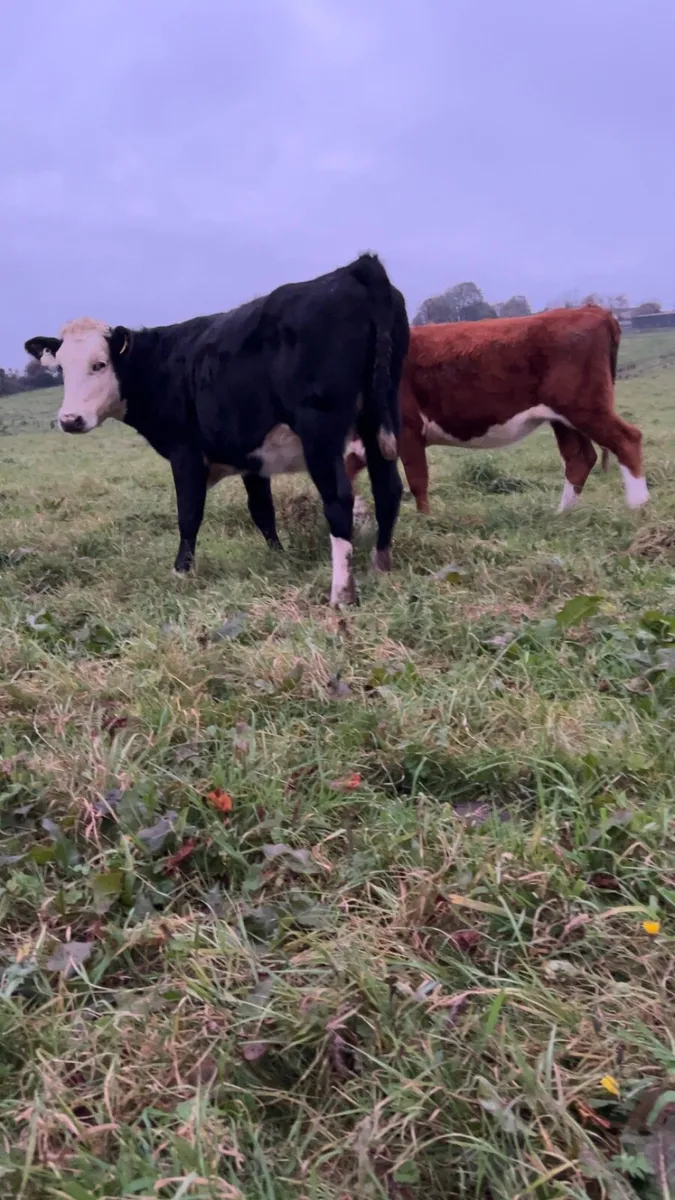 Whitehead Heifers - Image 1