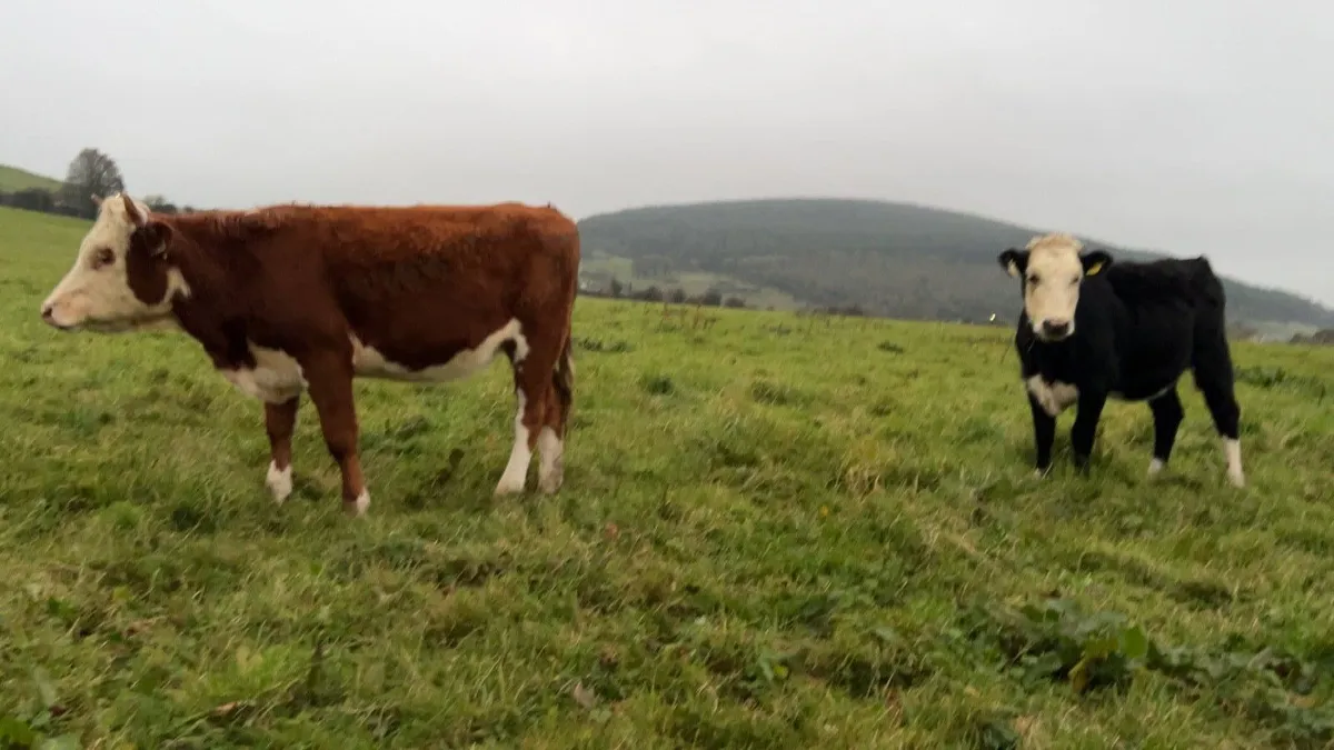 Whitehead Heifers - Image 3